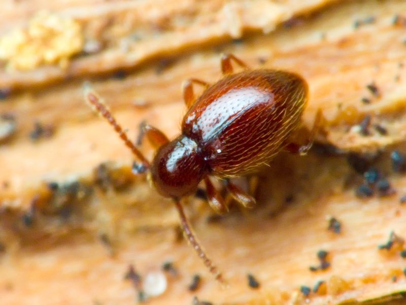 Stenichnus C.G. Thomson, 1859